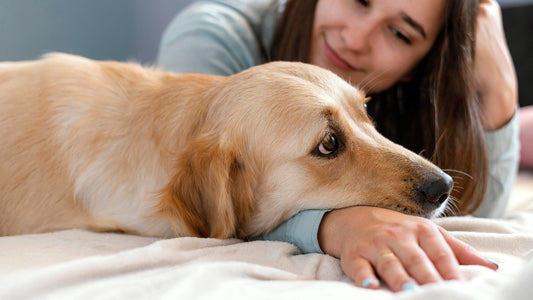 10 Signs Your Dog is Trying to Tell You Something’s Wrong - Alpha Armor