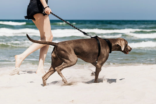 Leash Pulling No More: 10 Proven Ways to Train Your Dog to Walk Calmly - Alpha Armor