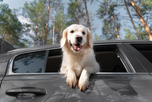 Road Tripping With Your Dog? Read This First - Alpha Armor