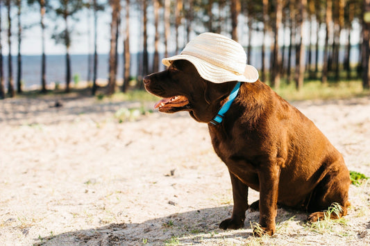Summer Safety: How to Keep Your Dog Cool in the Heat - Alpha Armor