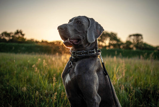 The Collar You Choose Can Make or Break Your Dog's Safety - Alpha Armor