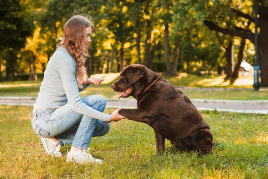 Training Your Dog Doesn’t Have to Be Hard – 5 Simple Fixes for Common Mistakes - Alpha Armor