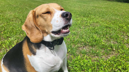 What My Dog Taught Me About Love, Loyalty, and Life (ft. Otto) - Alpha Armor