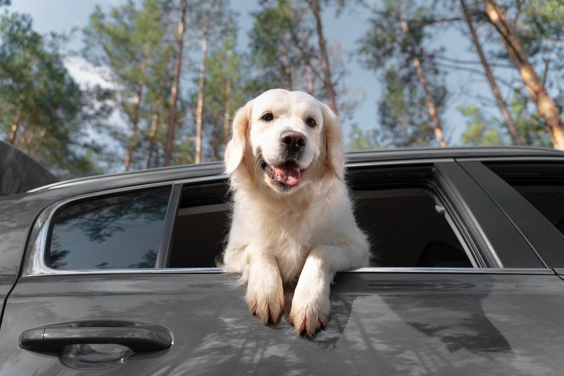Road Tripping With Your Dog? Read This First - Alpha Armor