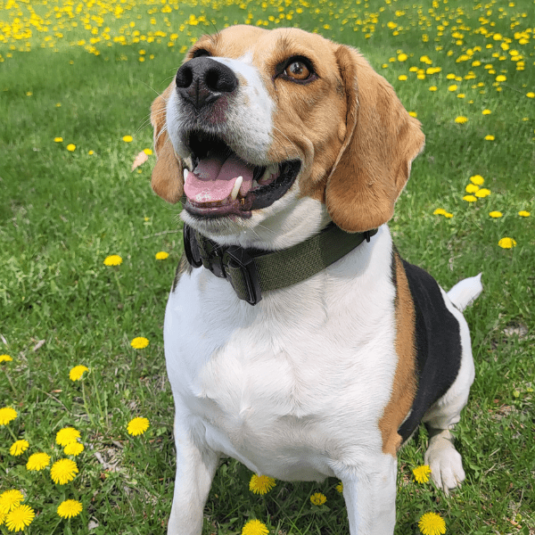 Hunter TUFF Tactical Collar - Alpha Armor