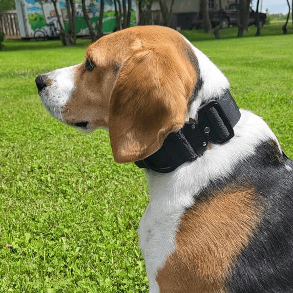 Onyx TUFF Tactical Collar - Alpha Armor