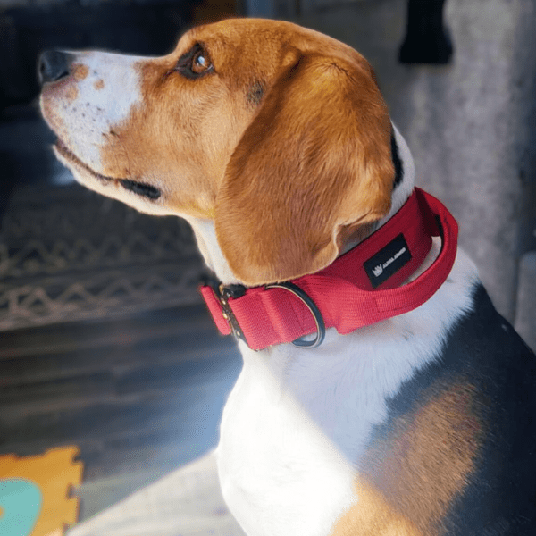 Scarlet TUFF Tactical Collar - Alpha Armor
