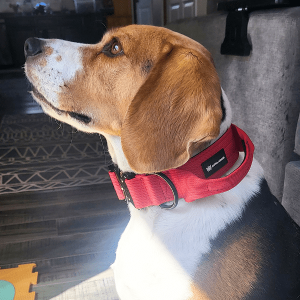 Scarlet TUFF Tactical Collar - Alpha Armor